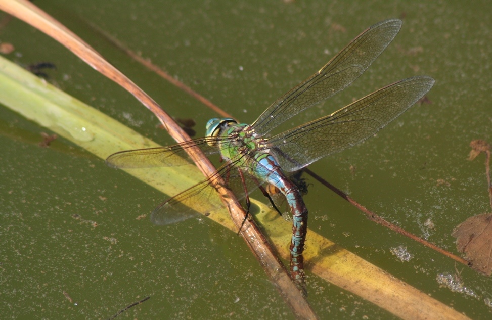 Anax imperator,  femmina androcroma